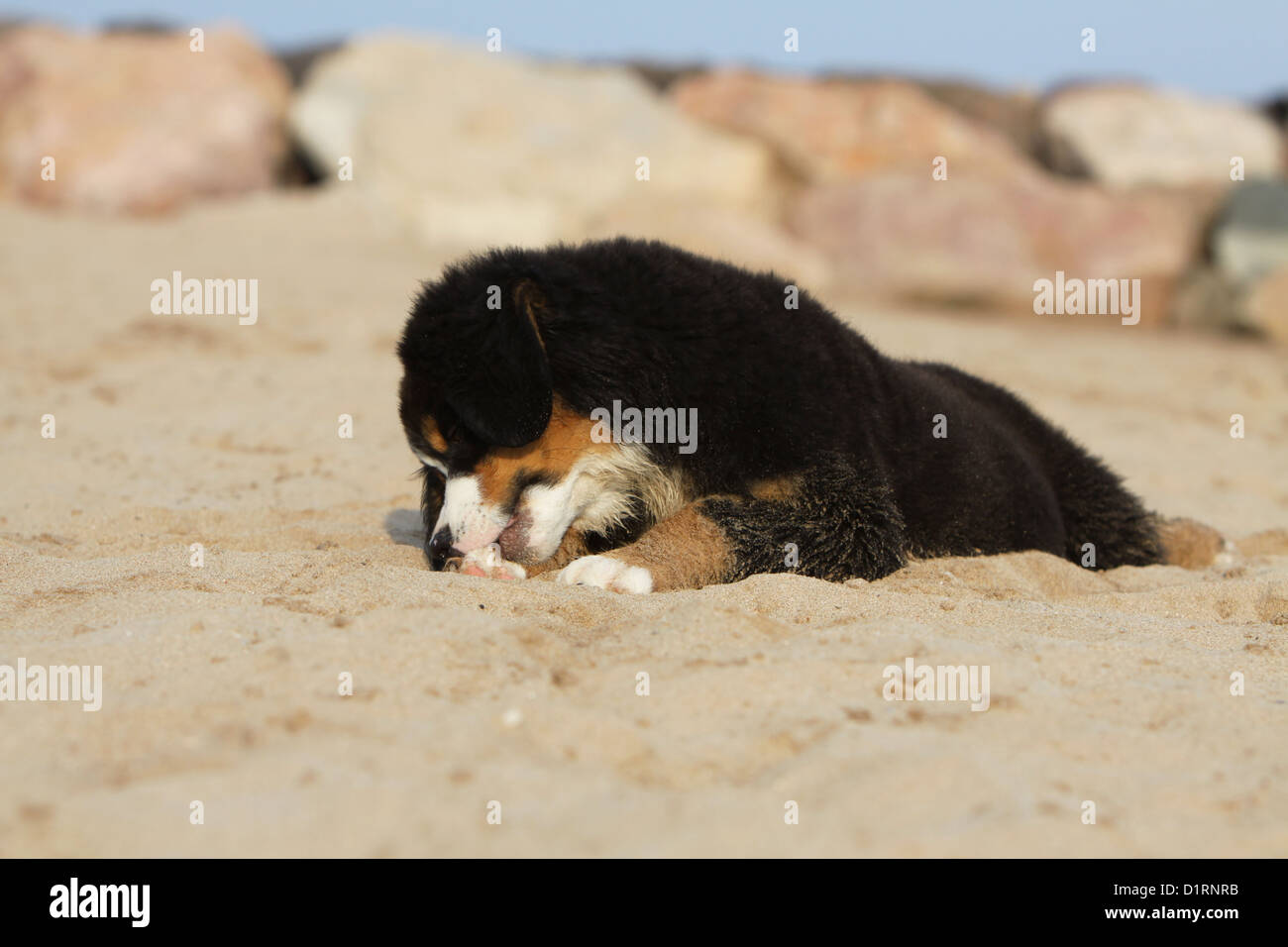 Dog scratching himself / puppy Bernese Mountain Dog on the beach Stock Photo Alamy