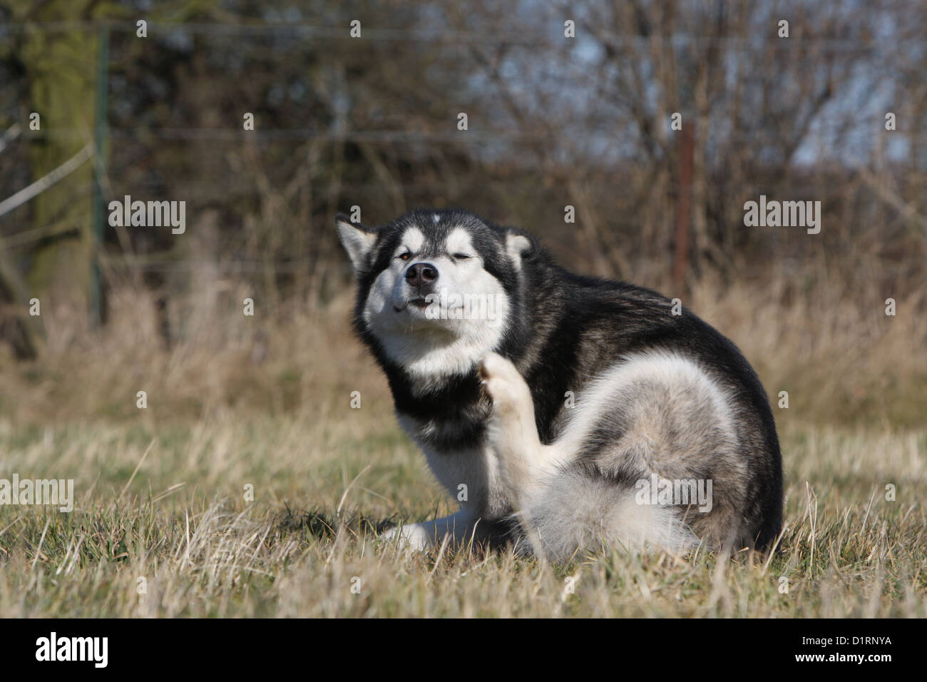 Husky scratching cheap