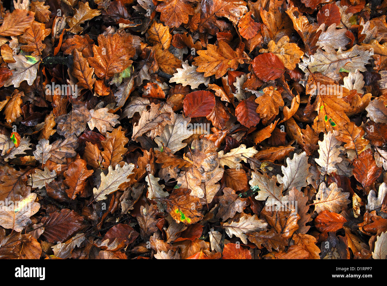Autumn leaf litter UK Stock Photo