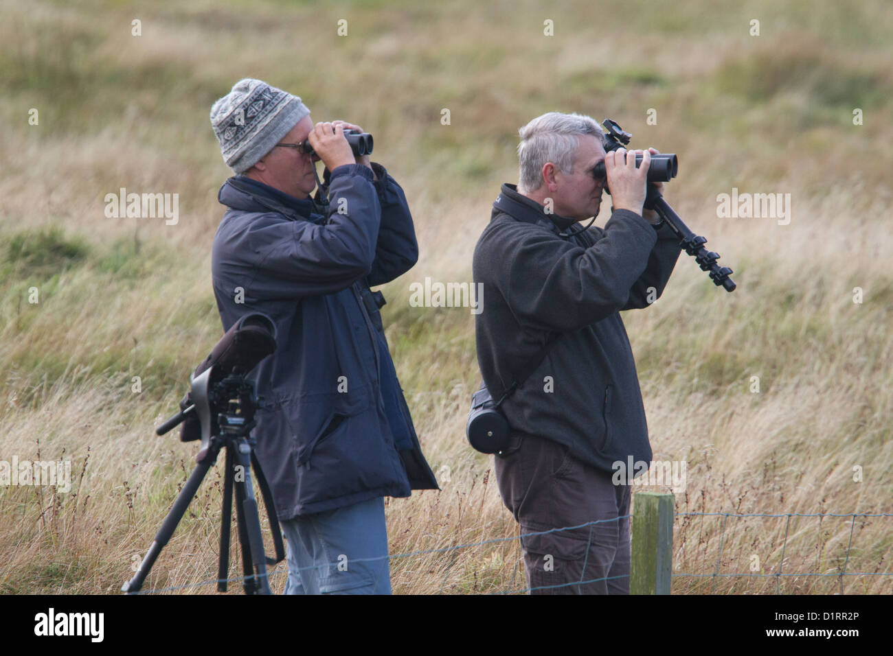 Birdwatchers looking for migrant birds in autumn, Shetland, Scotland, UK Stock Photo