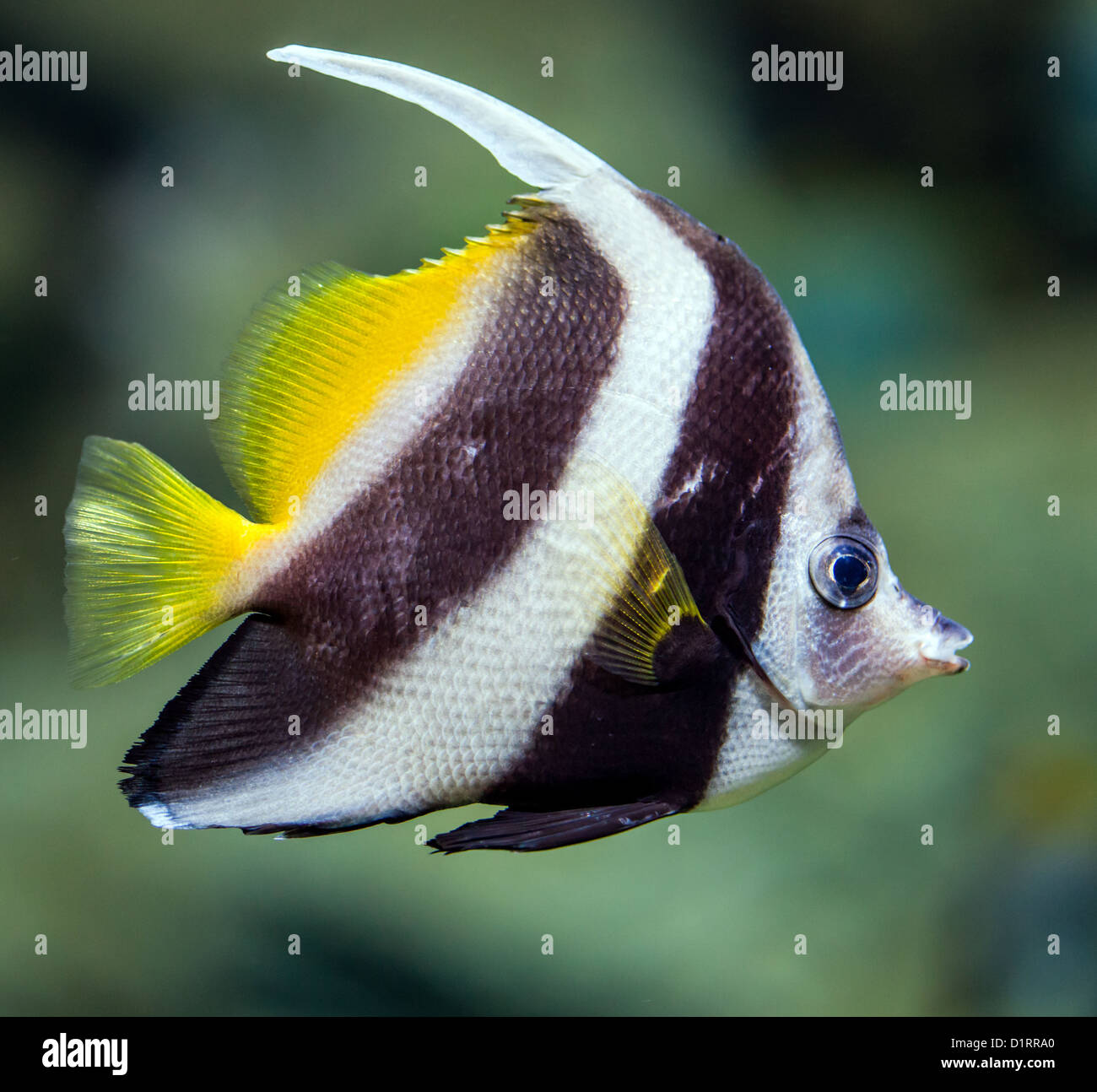in an aquarium Stock Photo Alamy