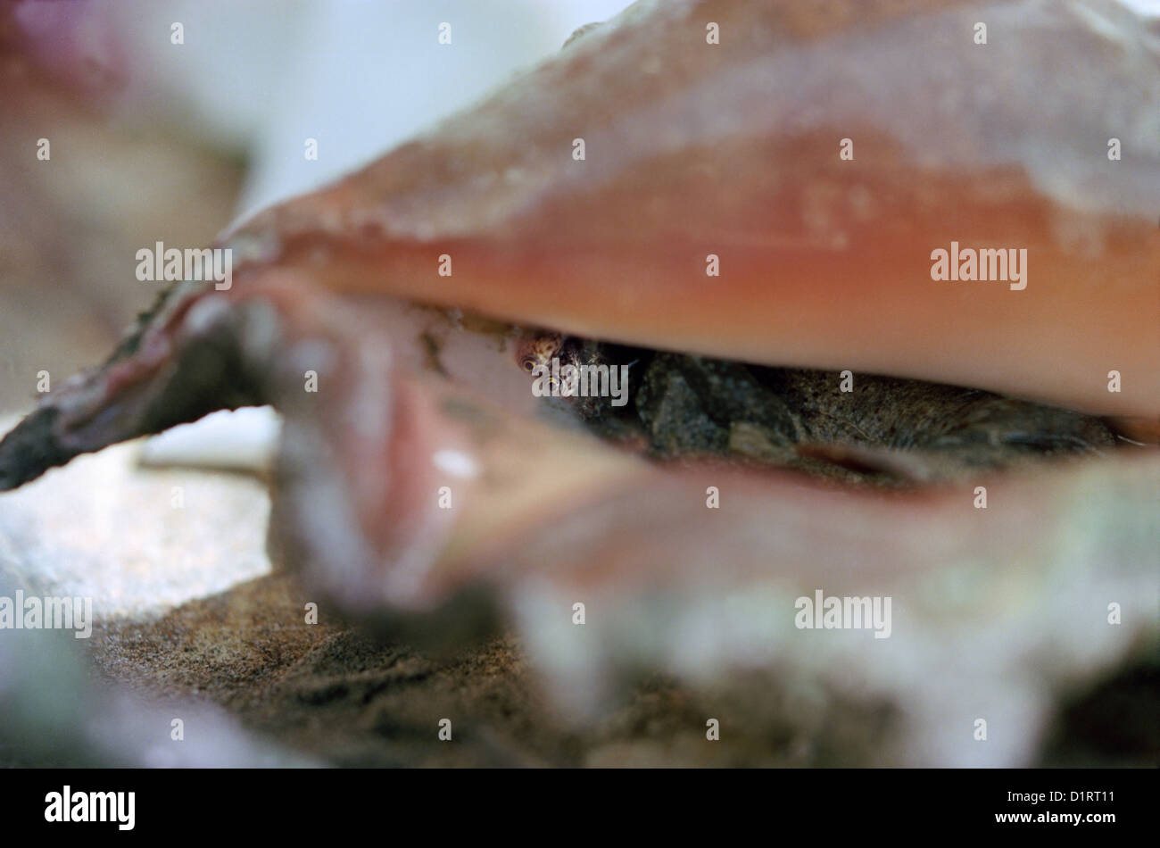 Saudi arabia sea shell hi-res stock photography and images - Alamy