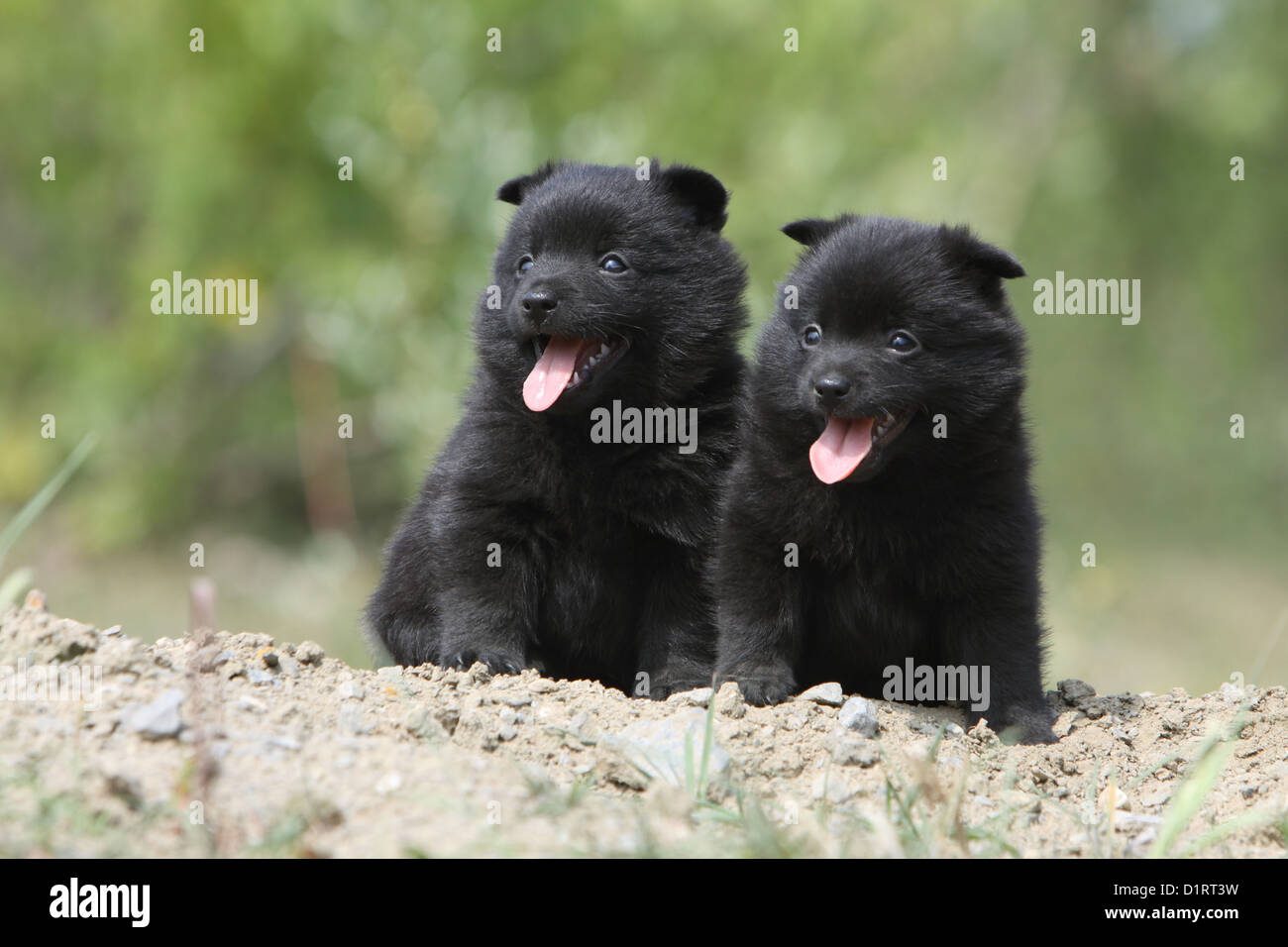 Dog Schipperke two puppies sitting on the ground Stock Photo Alamy