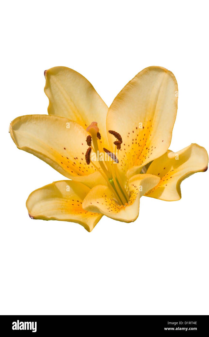 Asiflorum Lily ' Lilium LA Hybrid ' Stock Photo