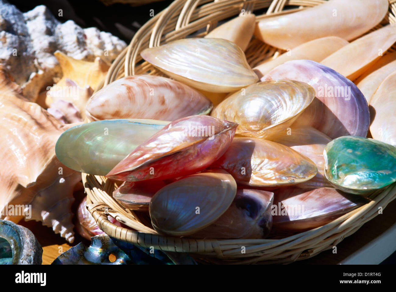 Isla A Toxa Galicia Spain Polished Clam Shells Stock Photo
