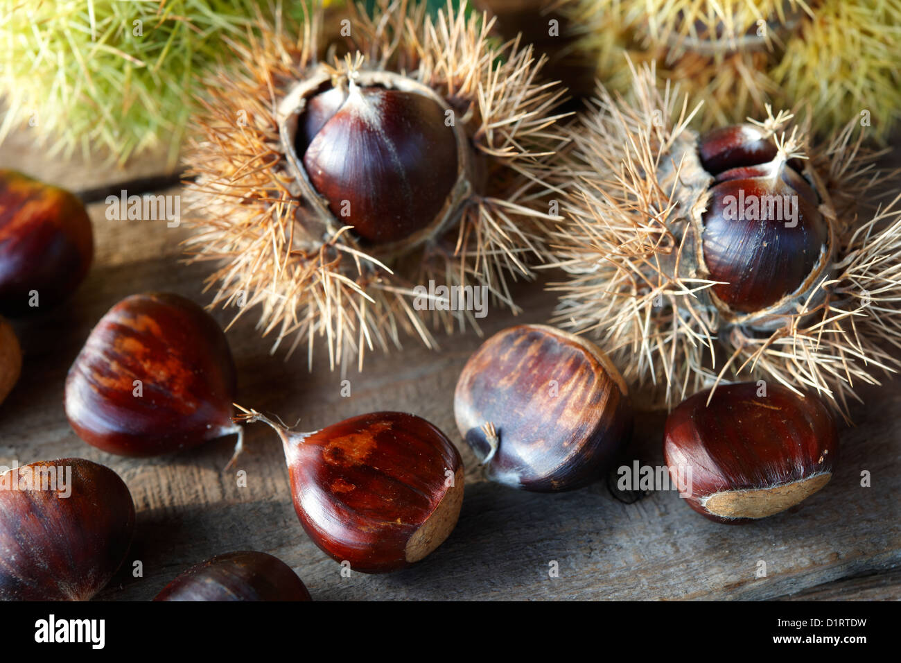 Fresh wild Chestnuts (Castanea sativa) Stock Photo
