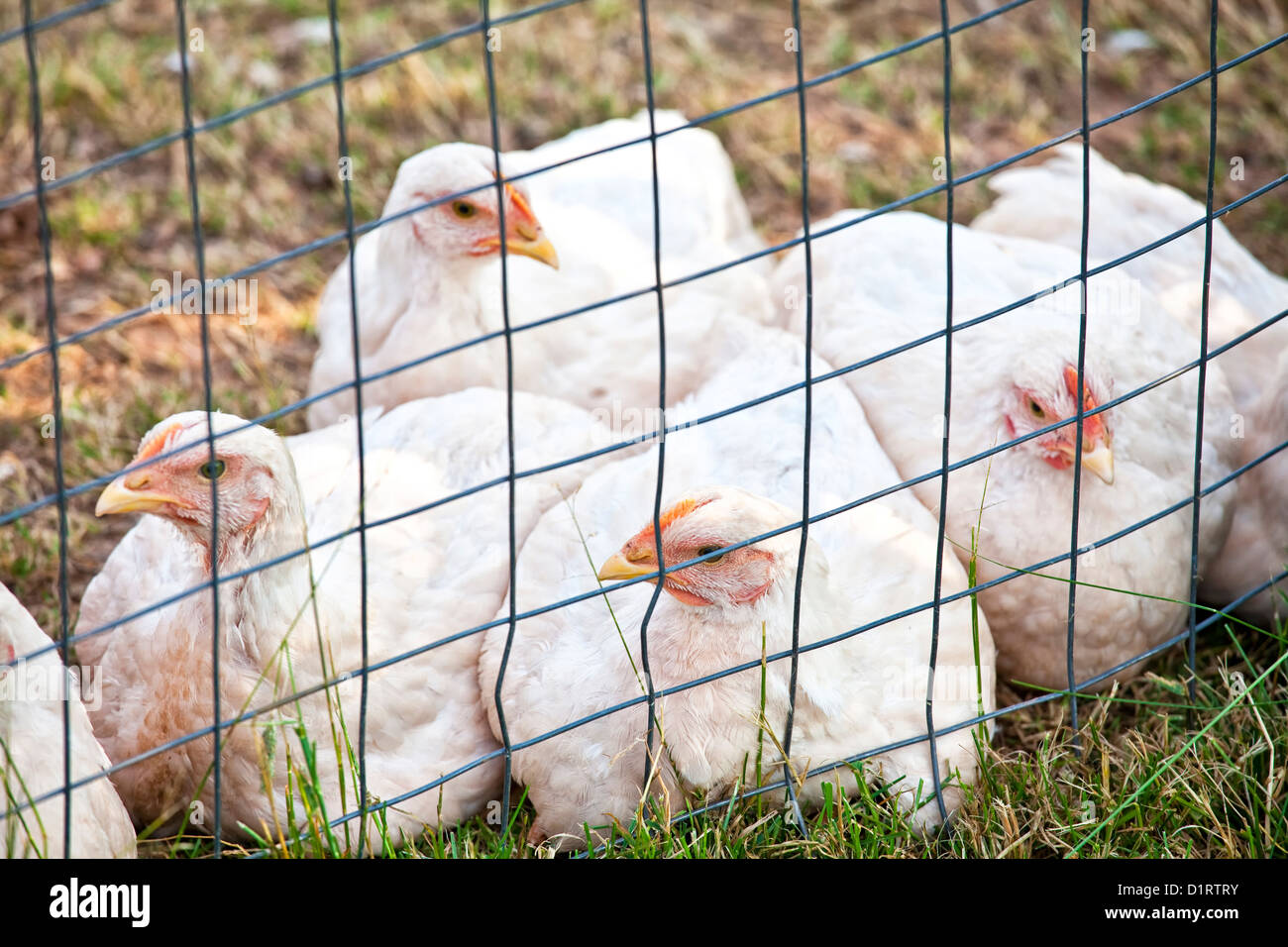 Domestic free range 'white rock' chickens in an enclosure on an organic