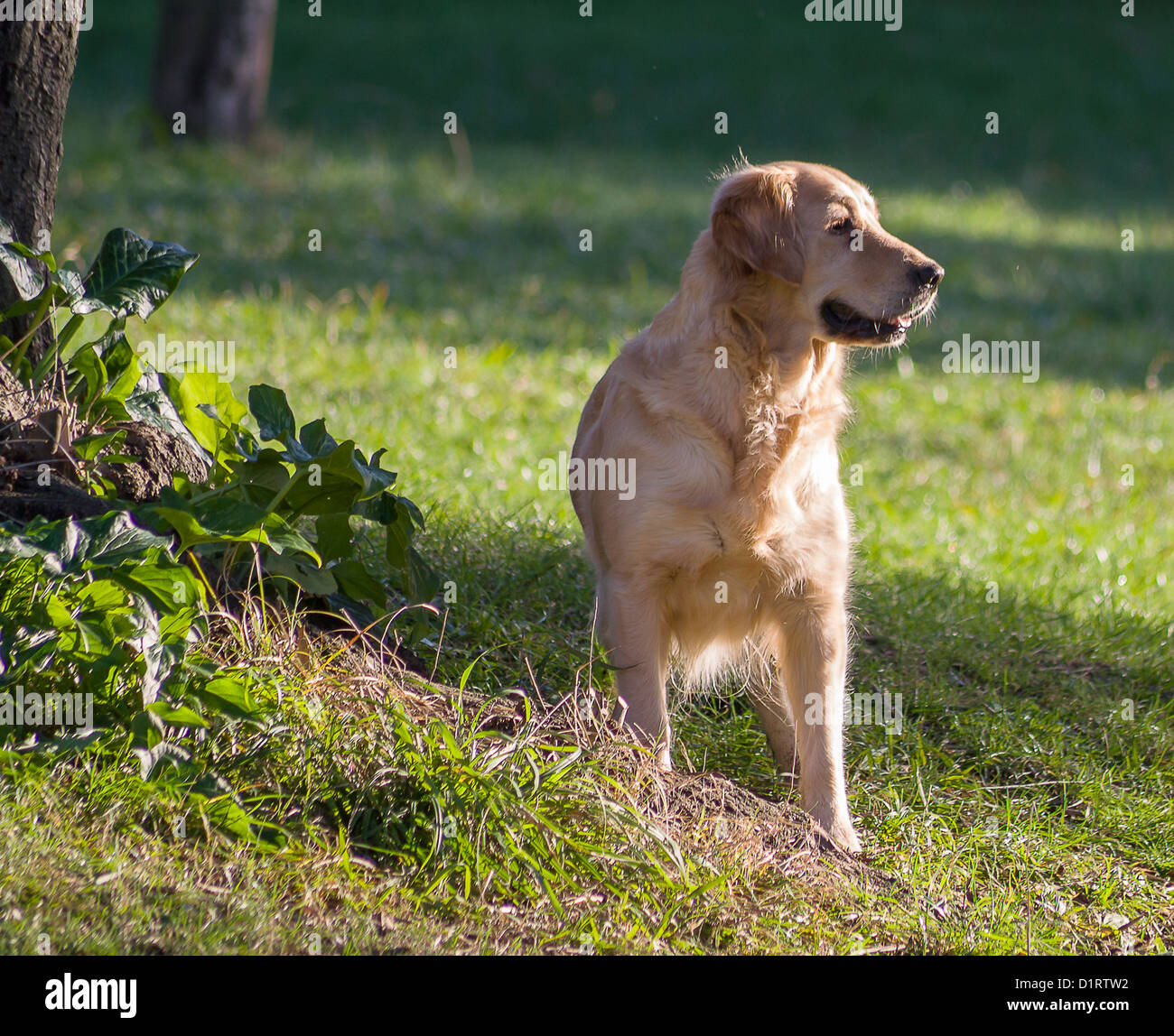 Golden retriever in the park hi-res stock photography and images - Alamy