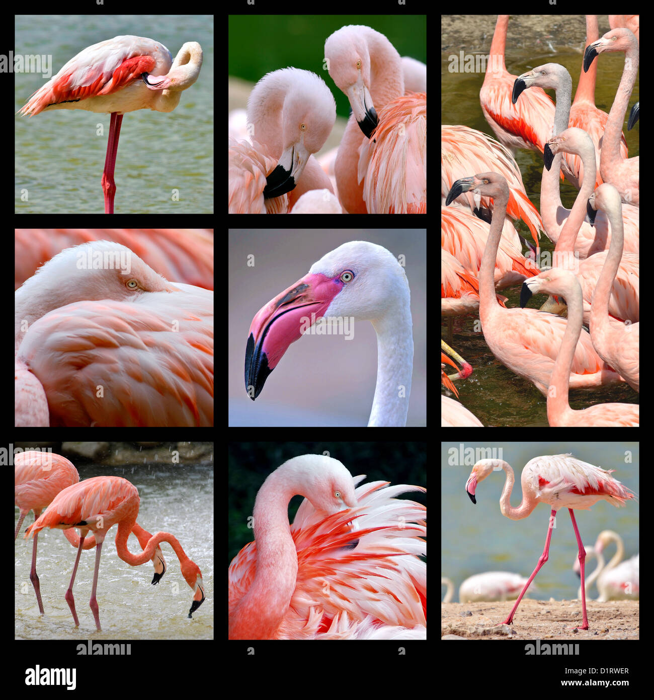 Animal Mosaic Photos High Resolution Stock Photography and Images - Alamy