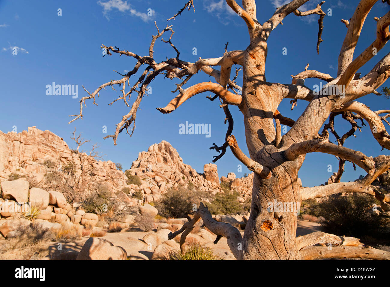 dead tree at Hidden Valley, Joshua Tree National Park, California, United States of America, USA Stock Photo