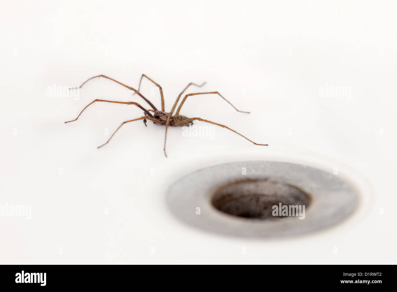 Giant house spider in Bath close to plughole, England, UK Stock Photo