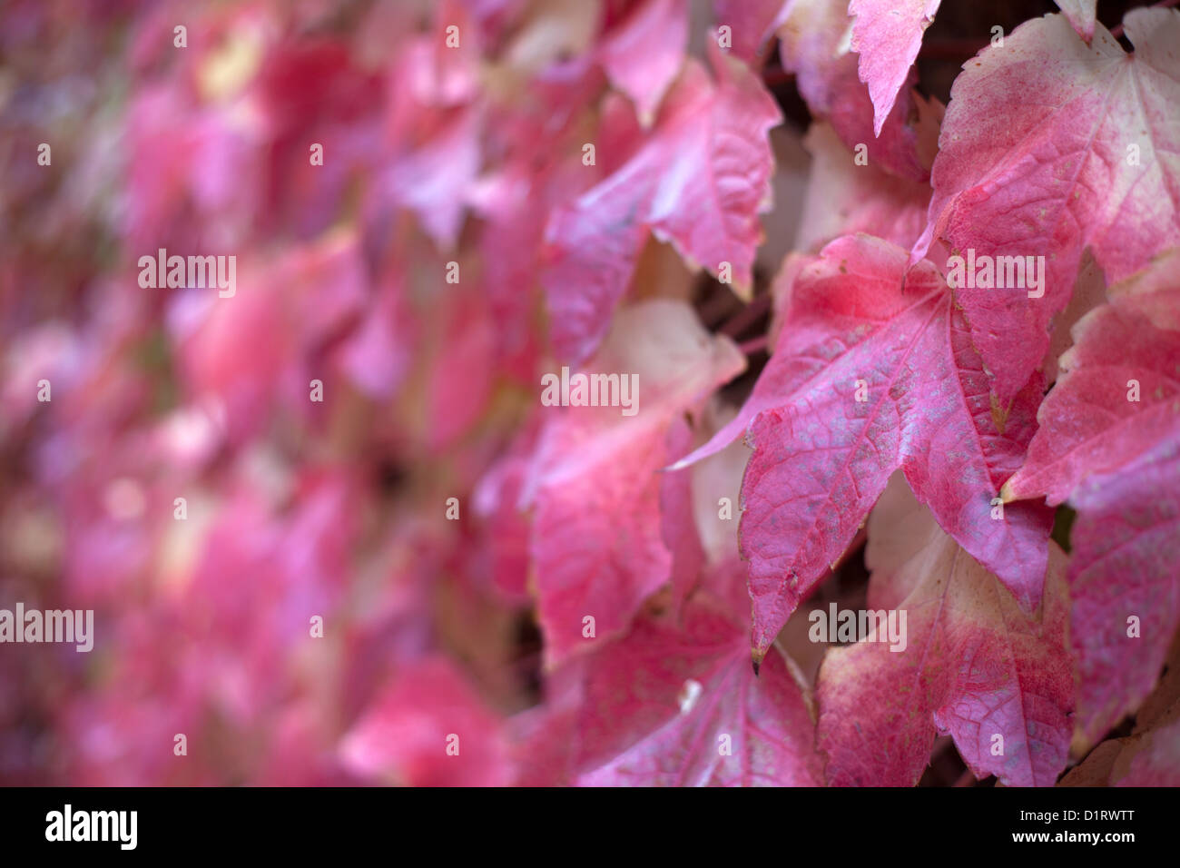 Red Virginia creeper leaves Stock Photo Alamy