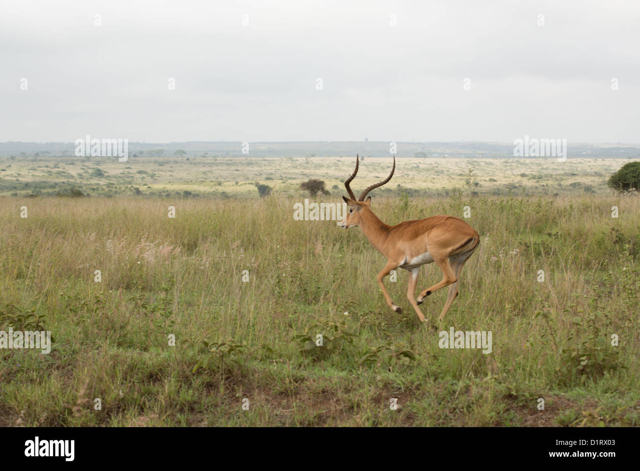 An impala running in the grasslands of the Nairobi National Park Stock Photo