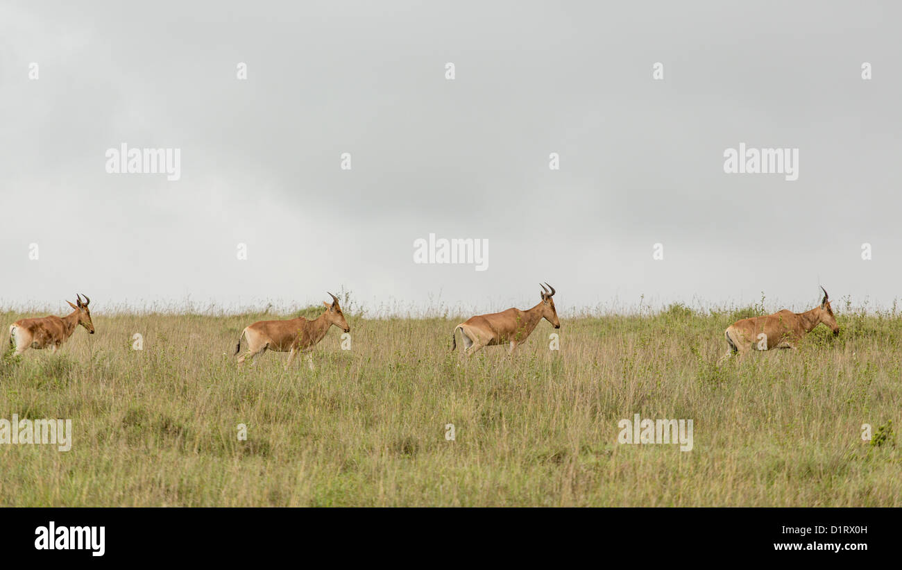 A group of impalas in the grasslands of the Nairobi National Park Stock Photo