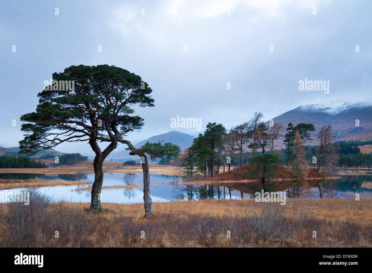 Twisted Scots Pines Loch Tulla, Bridge of Orchy, Scotland. Stock Photo