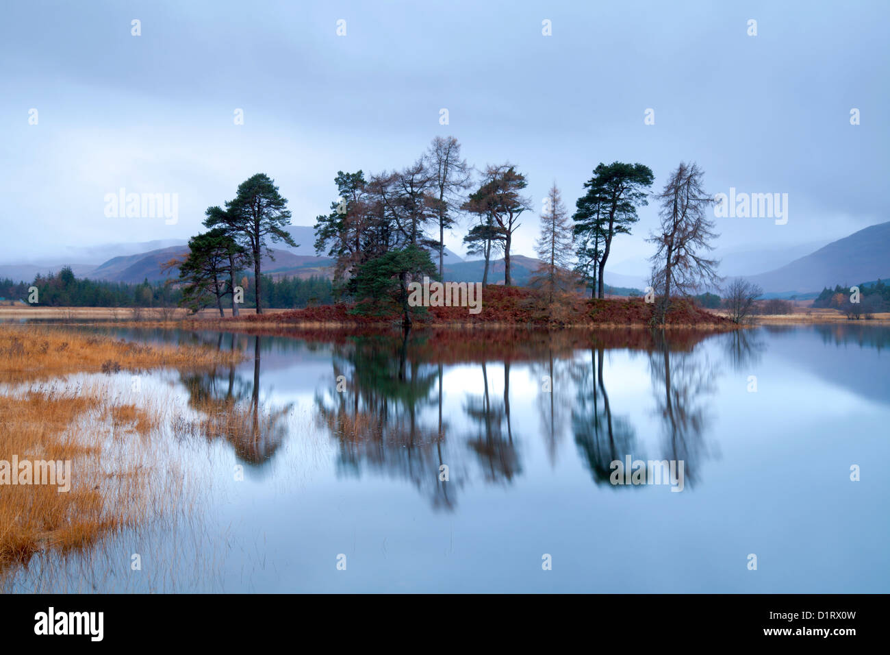 Scots Pines on small island Loch Tulla, Bridge of Orchy, Scotland Stock Photo
