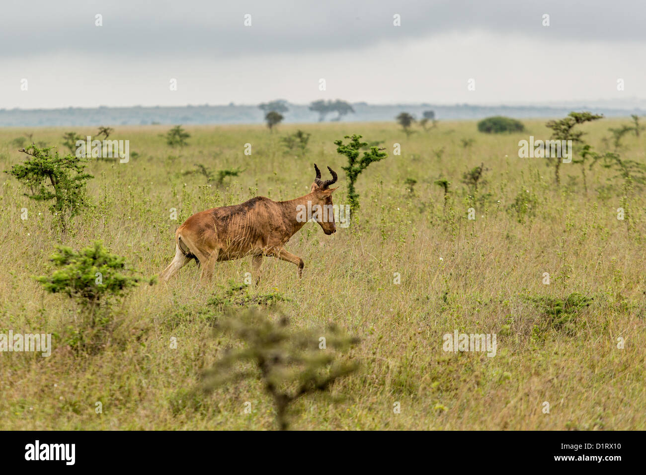 An impala in the grasslands of the Nairobi National Park Stock Photo