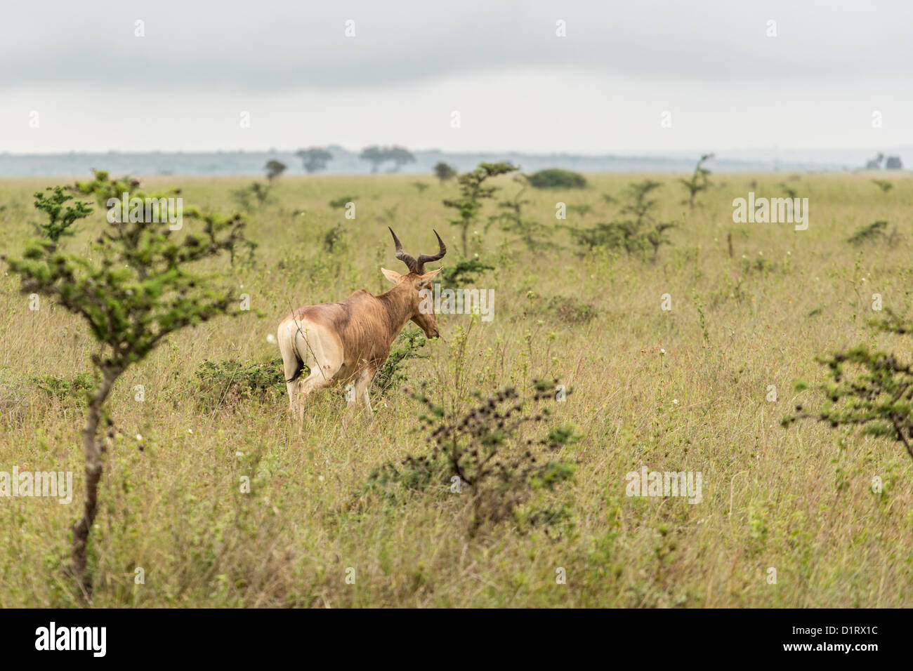 An impala in the grasslands of the Nairobi National Park Stock Photo