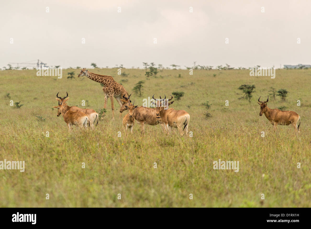 A giraffe grazing with impalas Stock Photo