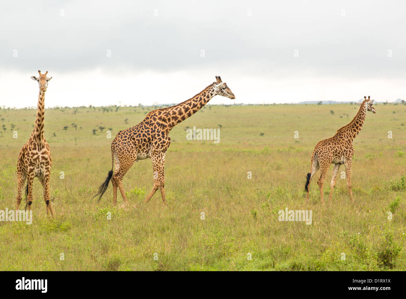 A giraffe family roaming freely at the Nairobi National Park in Kenya Stock Photo