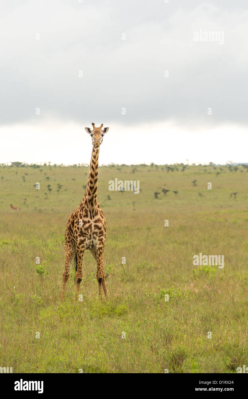 A giraffe roaming freely at the Nairobi National Park in Kenya Stock Photo