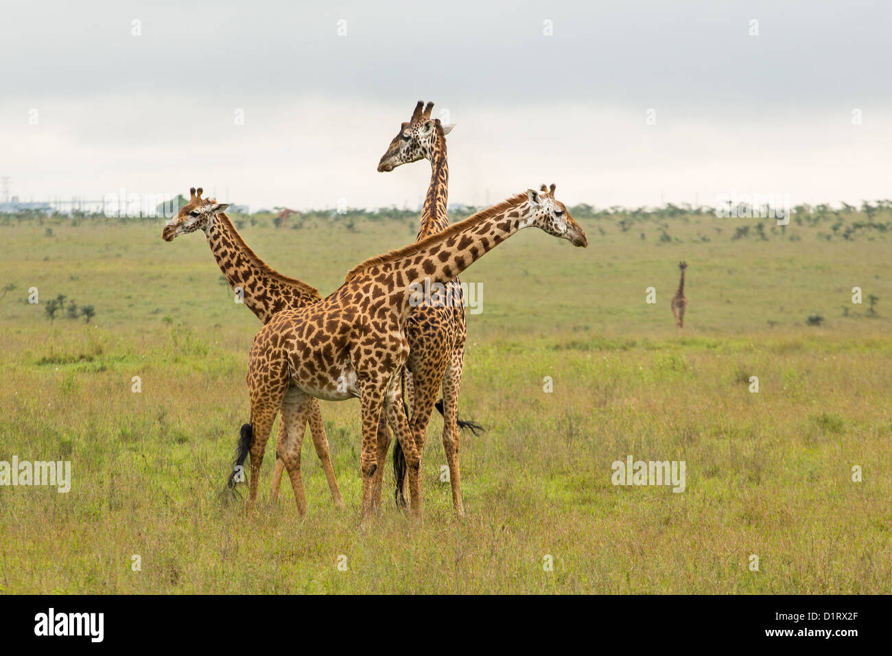 A giraffe family roaming freely at the Nairobi National Park in Kenya Stock Photo