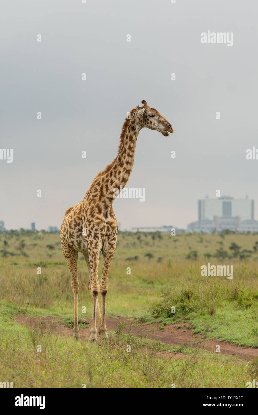 A giraffe roaming freely at the Nairobi National Park in Kenya Stock Photo