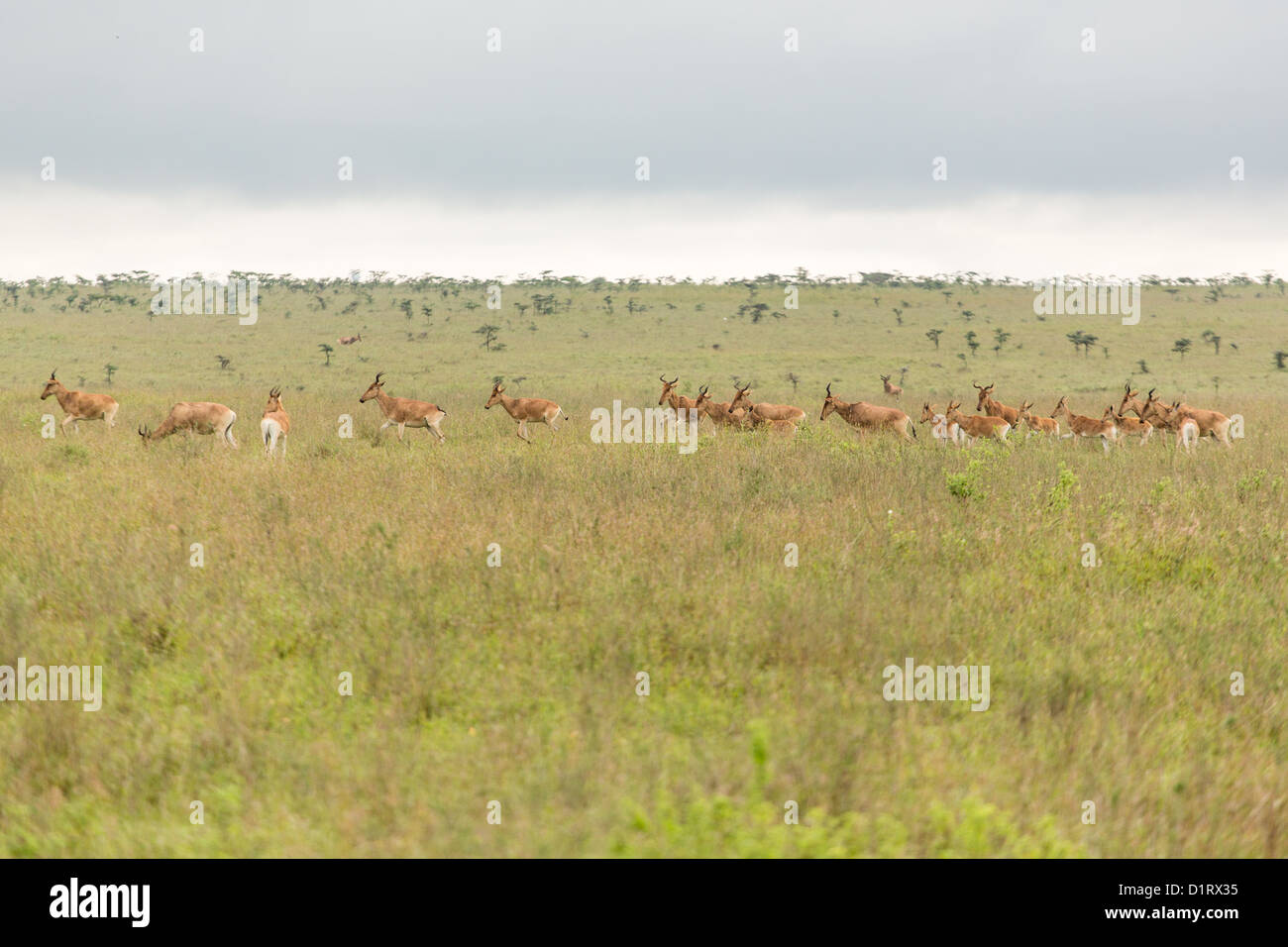 A group of impalas in the grasslands of the Nairobi National Park Stock Photo