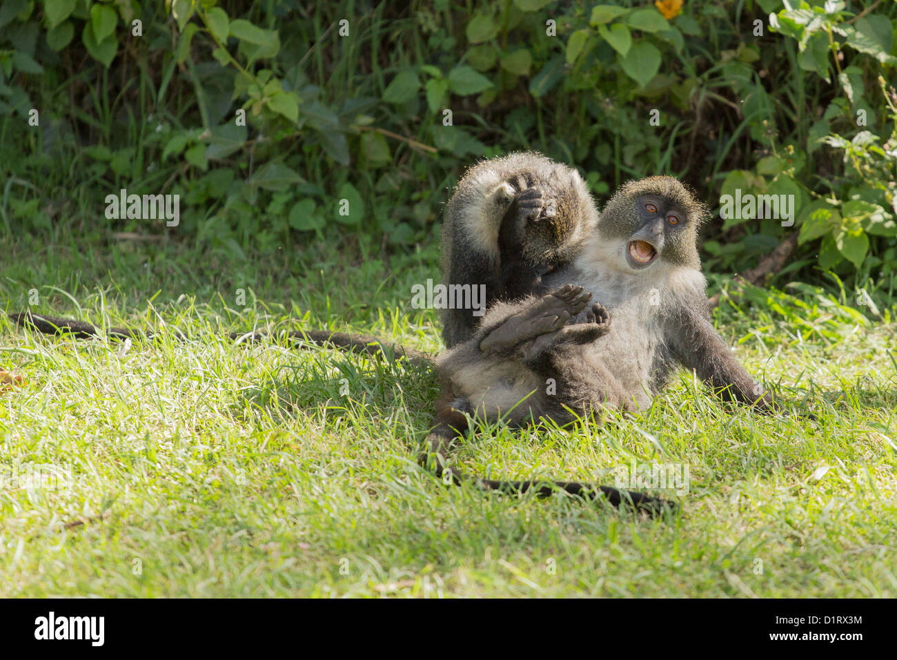 Two wild monkeys aggressively fighting each other where one is pulling the other's hair Stock Photo