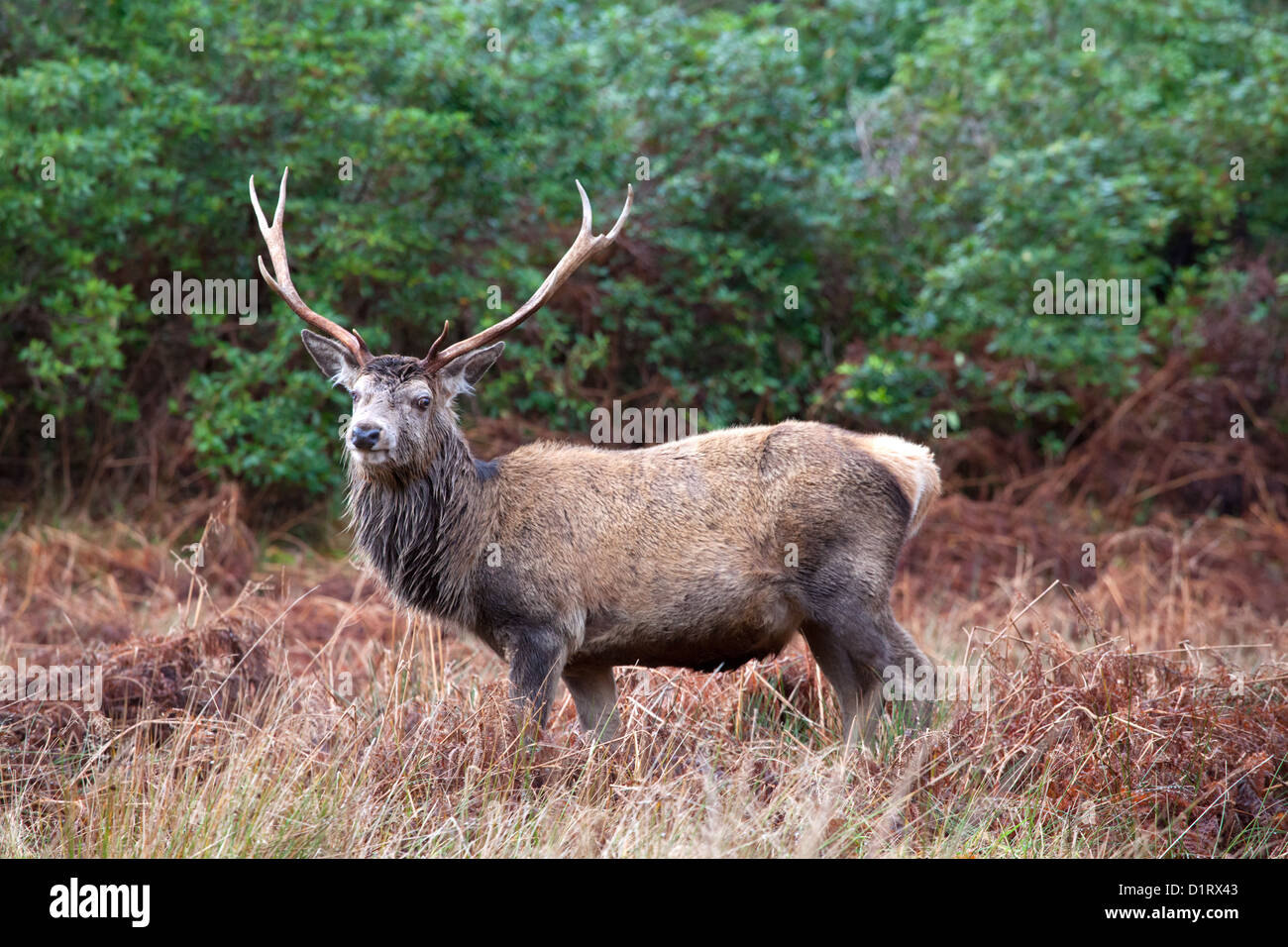 Red Deer Stag, Glen Etive, Scotland Stock Photo