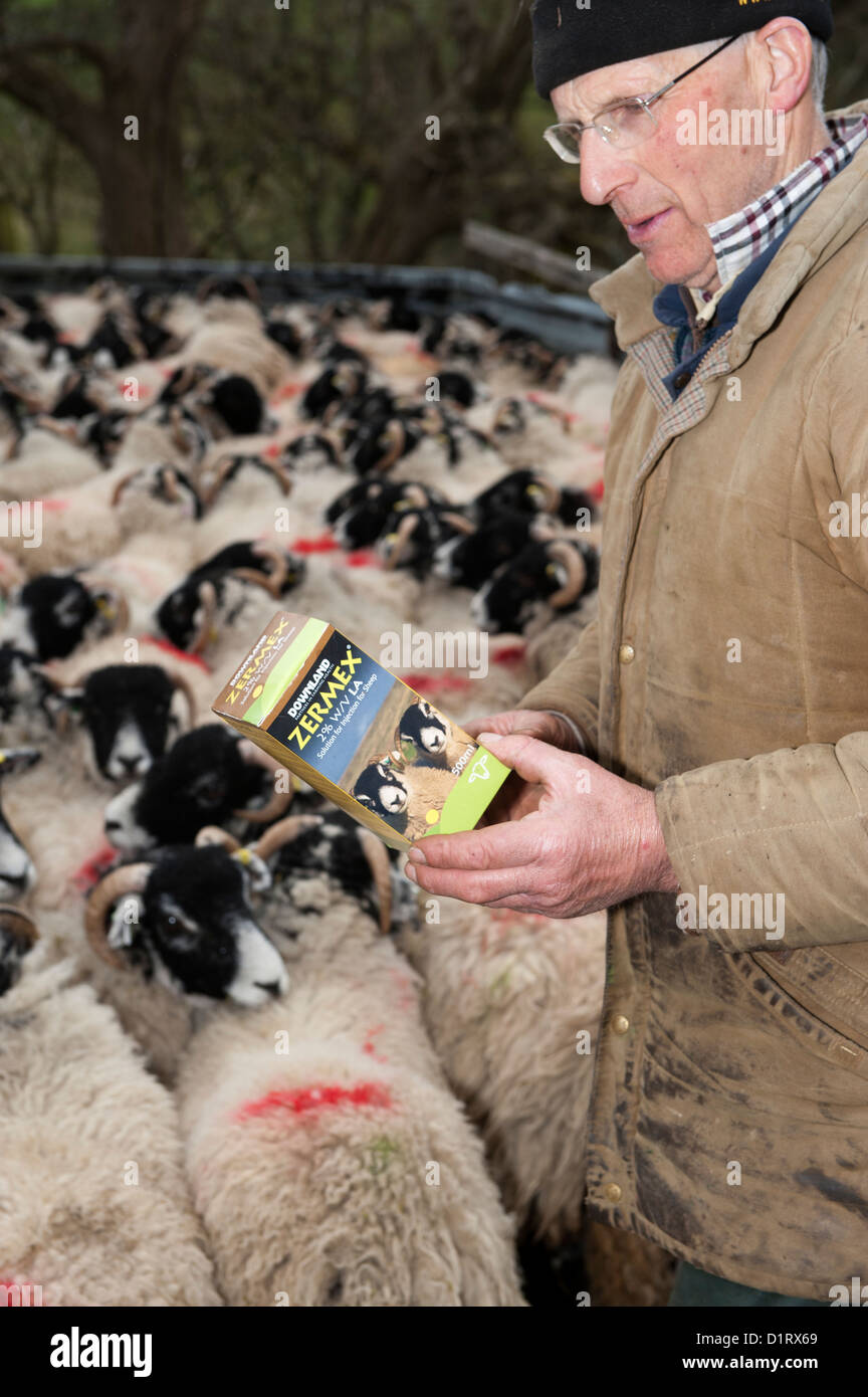 Farmer reading instructions on animal medicine packet, Cumbria, UK