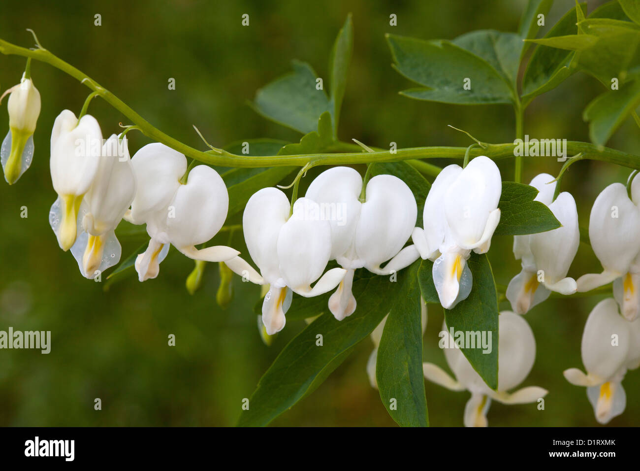 Dicentra spectabilis Alba, bleeding heart Stock Photo Alamy