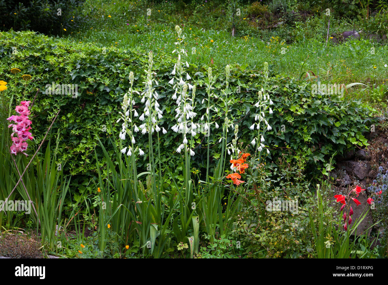 Galtonia candicans Stock Photo