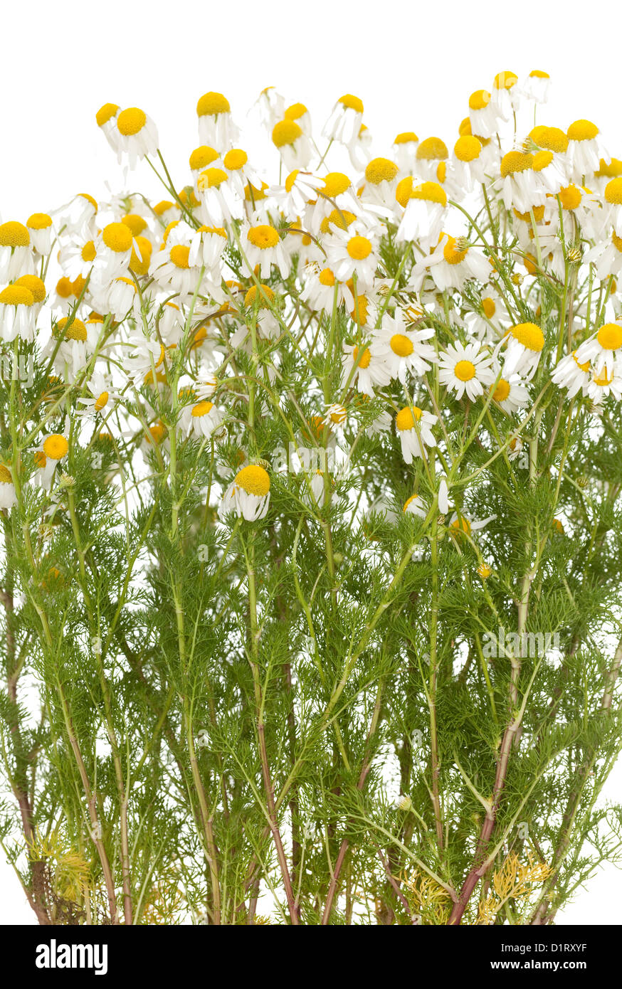 white and fresh flower camomile on white background Stock Photo