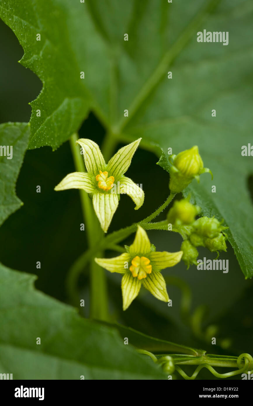 yellow little flower (Bryonia alba) in garden Stock Photo Alamy