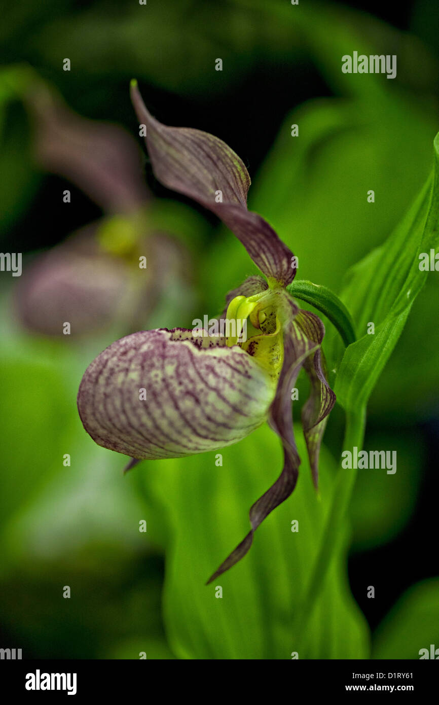 macro image of a Cypripedium, mauve stripped lady's-slipper orchid, on a green leafy background Stock Photo