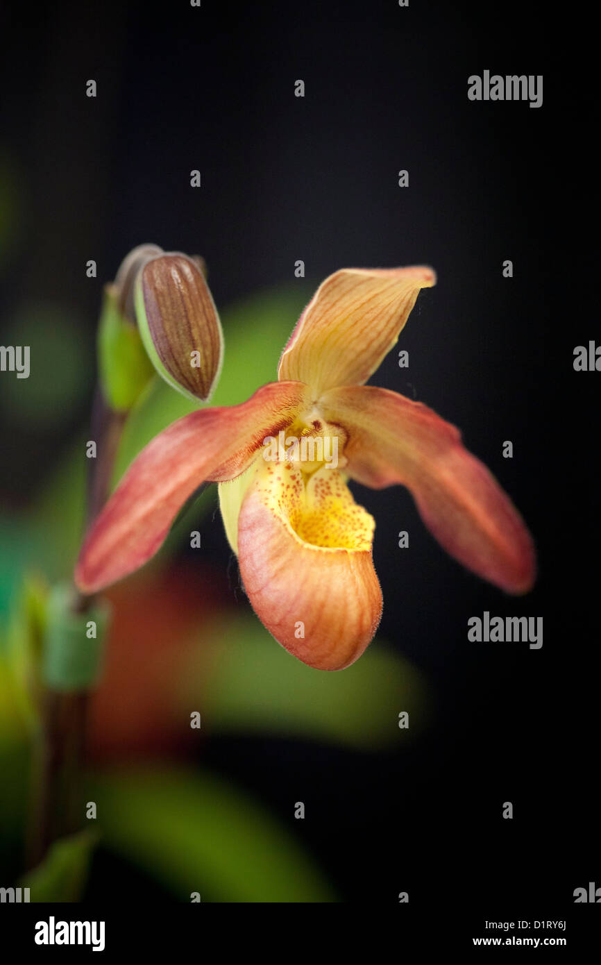 macro image of an orange Cypripedium, lady's-slipper orchid flower and bud with a black background. Stock Photo