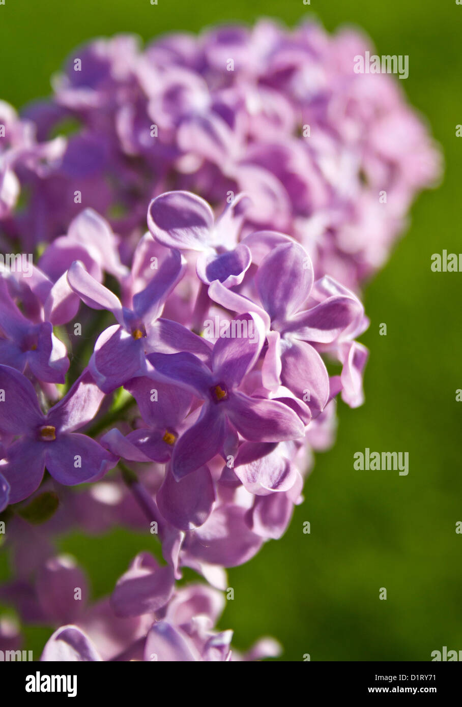 Lilac (Syringa) Stock Photo