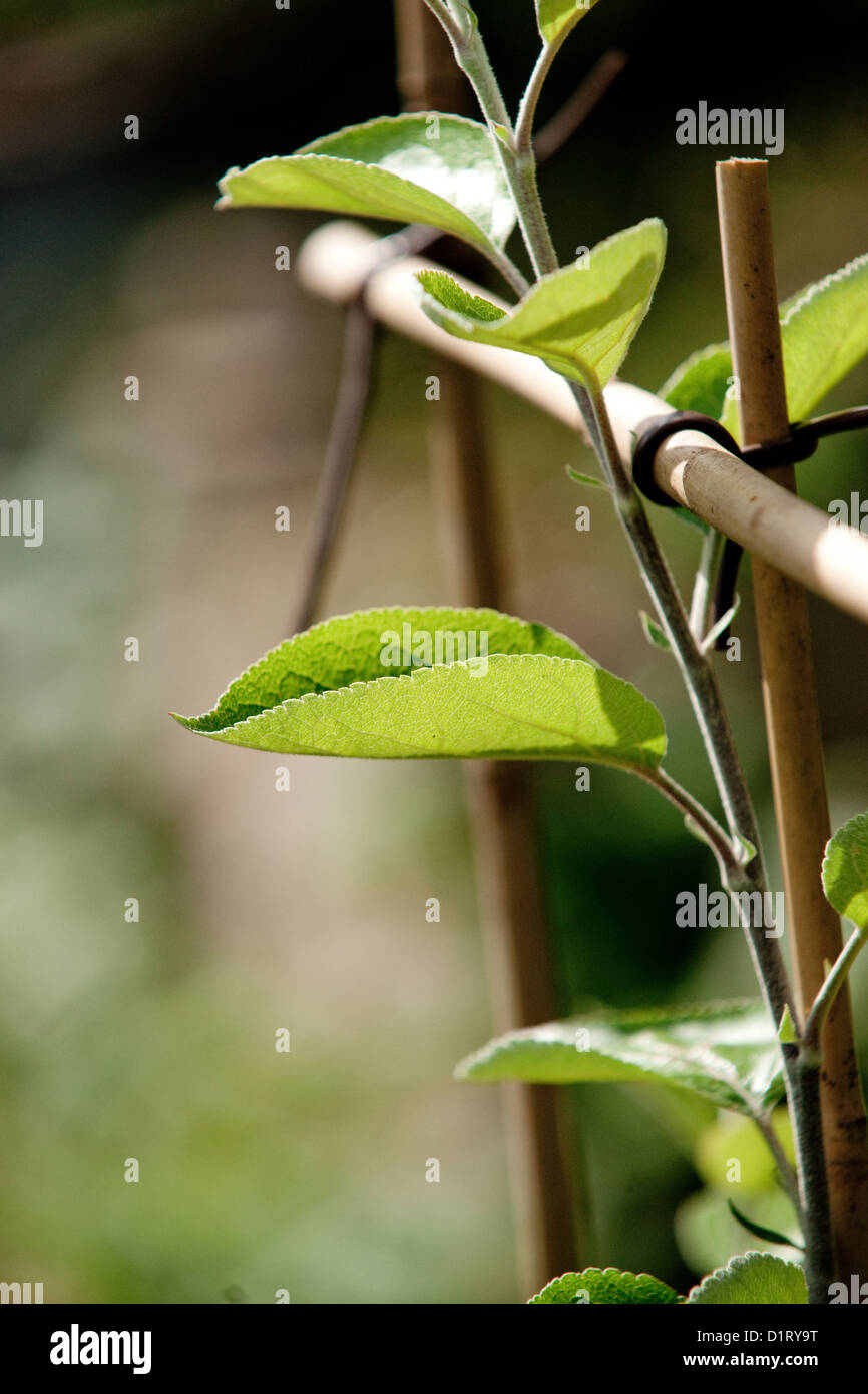 Young Organic Apple Tree Leaves in Orchard Stock Photo Alamy