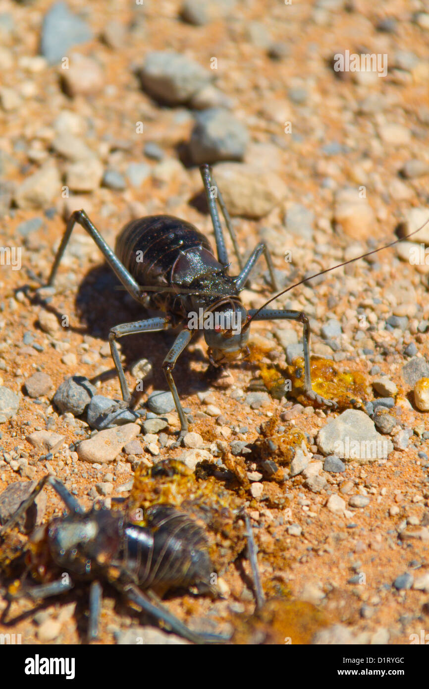 Armoured Ground Cricket eating dead ground cricket Stock Photo Alamy