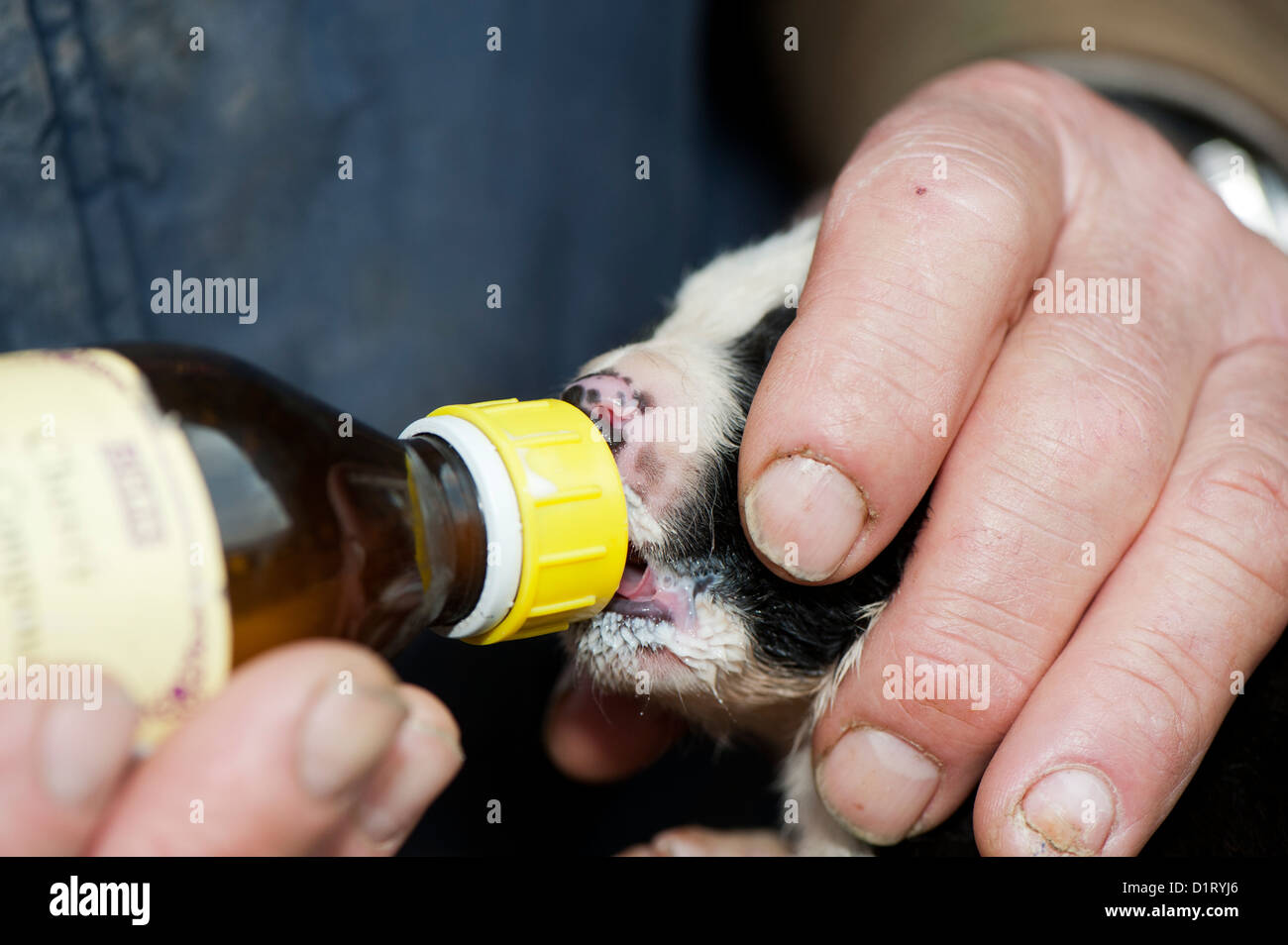 Two week old puppy being fed milk from a bottle, by shepherd, as a result of a large litter. Stock Photo