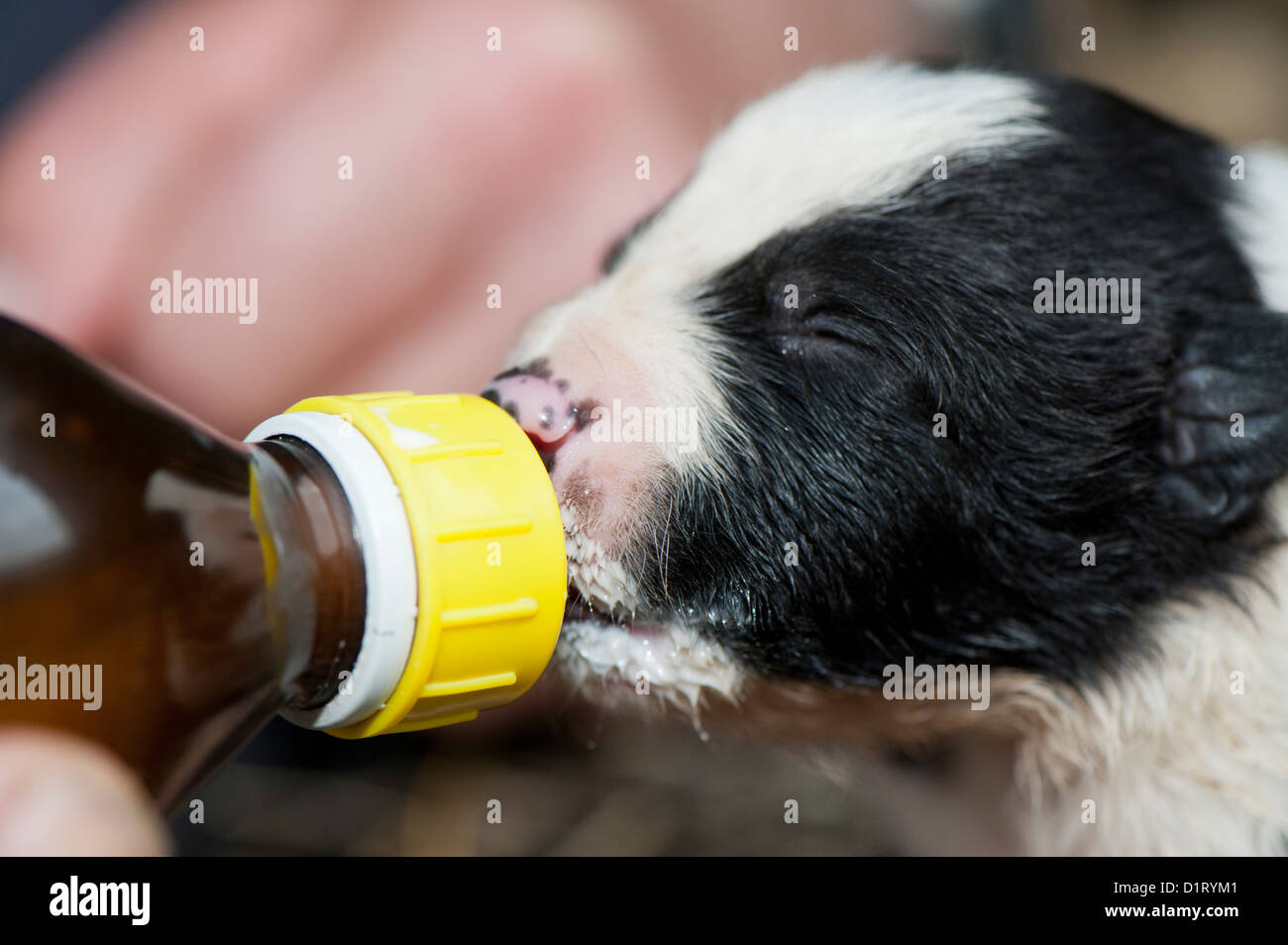 Two week old puppy being fed milk from a bottle, as a result of a large litter. Stock Photo