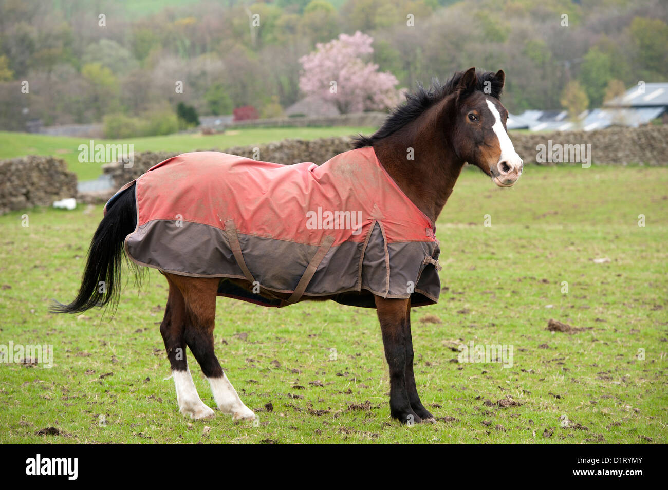 Chestnut horse with blanket on out in field on a cold spring morning. Cumbria, UK Stock Photo