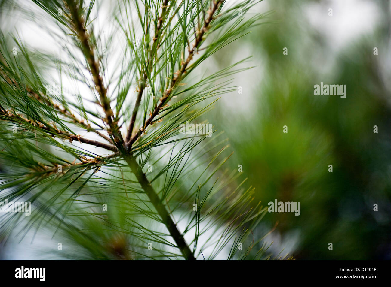 Pine (Pinus sp.) foliage, selective focus, close-up Stock Photo