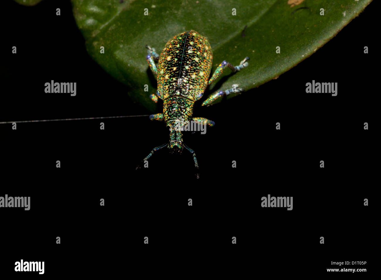 Rainforest insects hi-res stock photography and images - Alamy