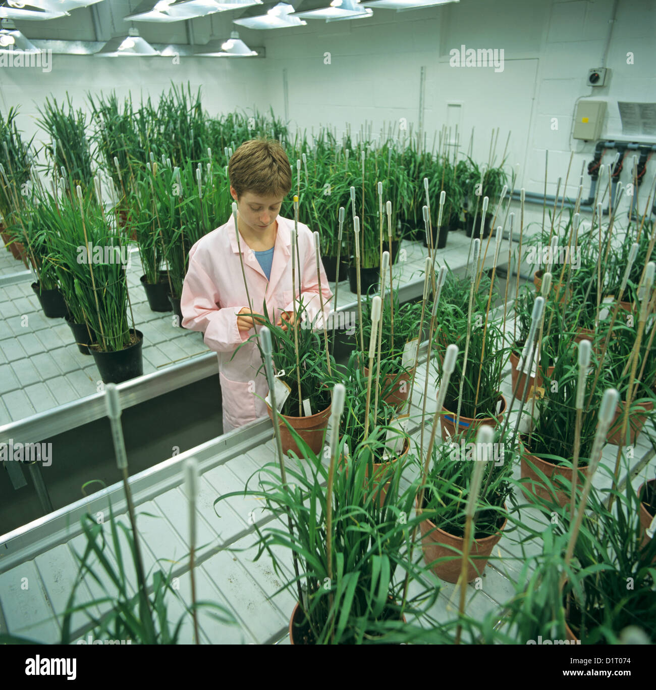 Laboratory worker on controlled environment room assessing a wheat experiment with wheat plants in pots and in ear Stock Photo