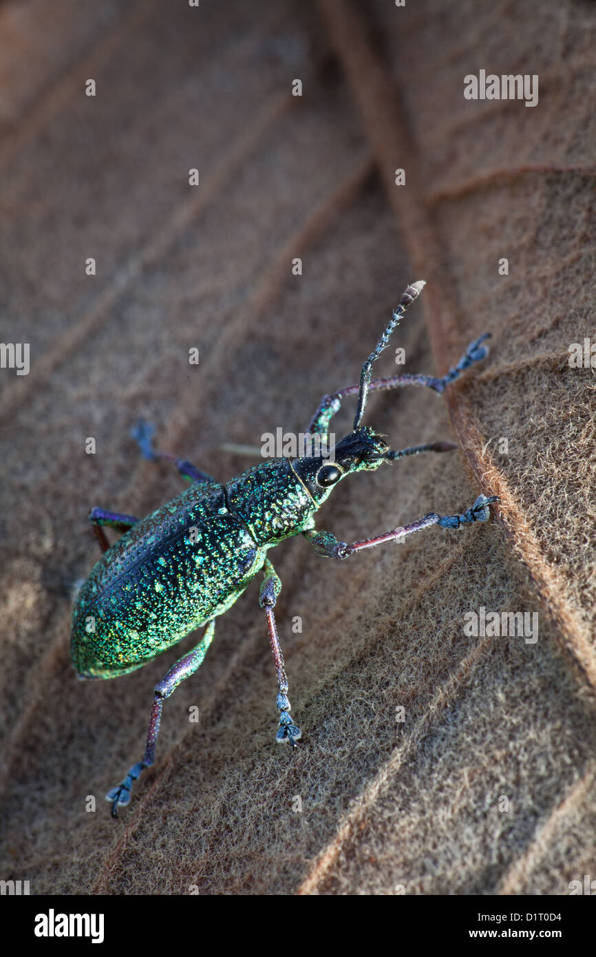 Weevil beetle in the rainforest at Burbayar, near Llano Carti, altitude 300 m, Panama province, Republic of Panama. Stock Photo