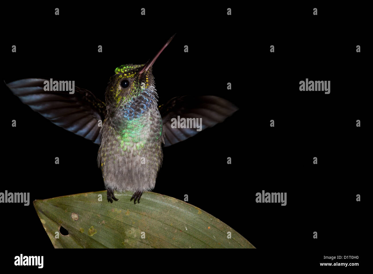 Blue-chested Hummingbird, Amazilia amablis, at Burbayar, Panama province, Republic of Panama. Stock Photo