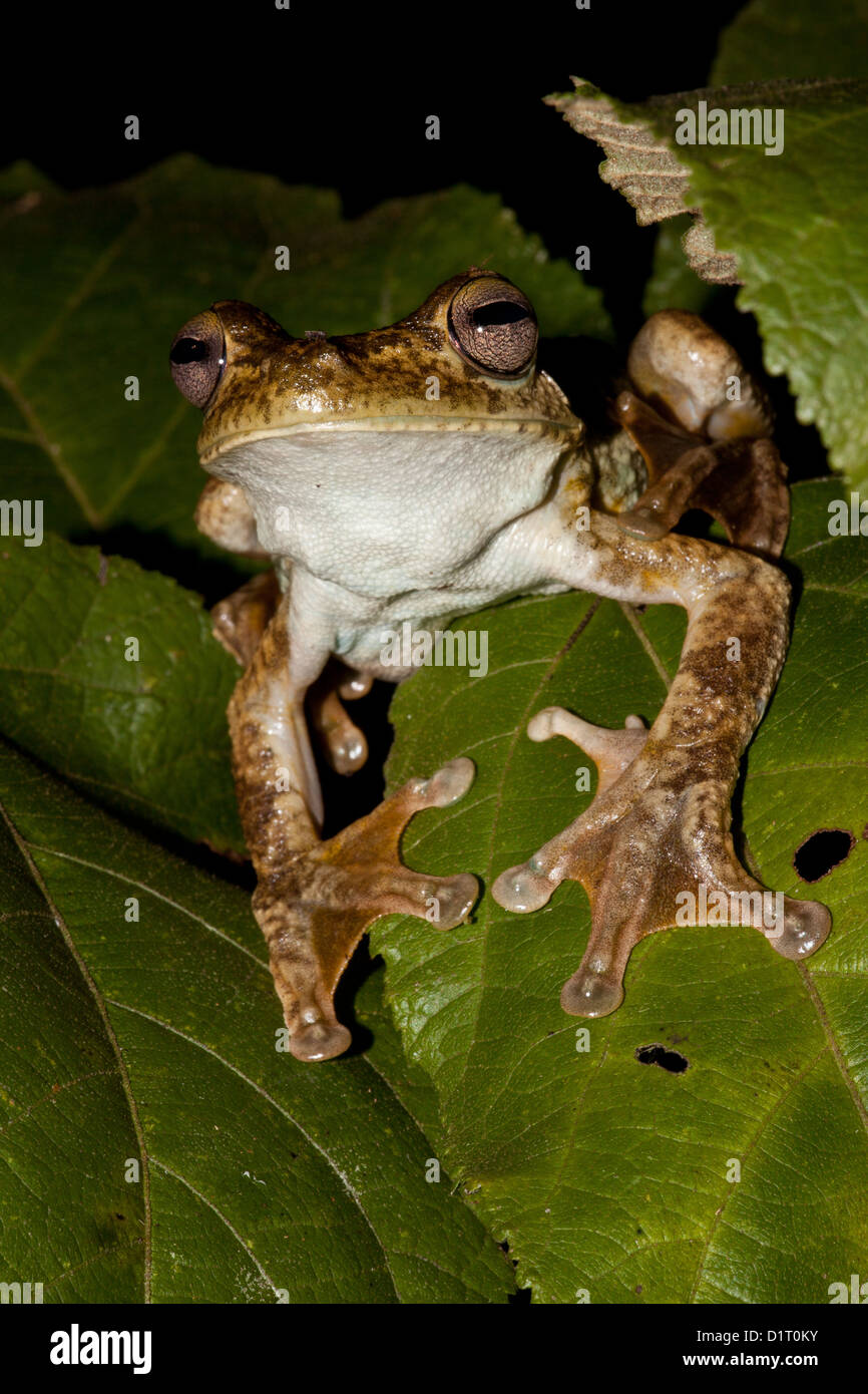 Giant Gladiator Frog (Rusty Treefrog), sci.name; Hypsiboas boans, near Llano Carti, Panama province, Republic of Panama. Stock Photo
