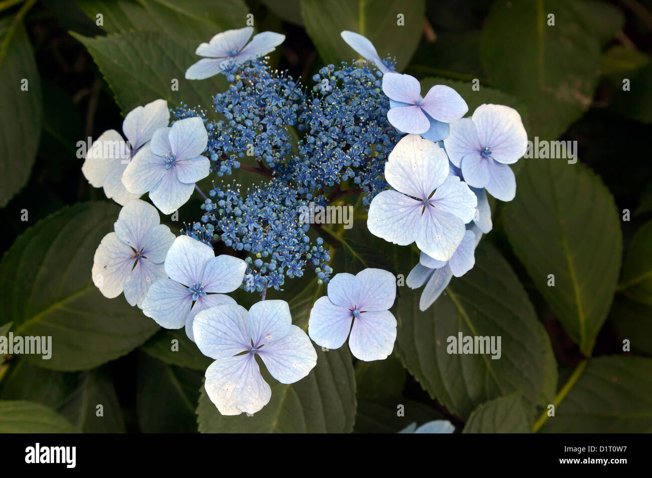 Close-up image of Hydrangea aspera ssp. sargentiana Stock Photo